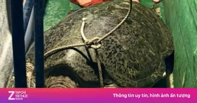 Ngư dân Cà Mau thả vích quý hiếm nặng 120 kg mắc lưới về biển