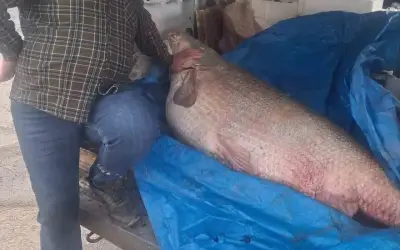 Ngư dân Thổ Nhĩ Kỳ bắt được cá turna khổng lồ 130 kg ngày đầu mở lệnh cấm