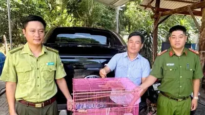 Người dân TP.HCM tự nguyện giao nộp culi và khỉ lùn quý hiếm cho kiểm lâm
