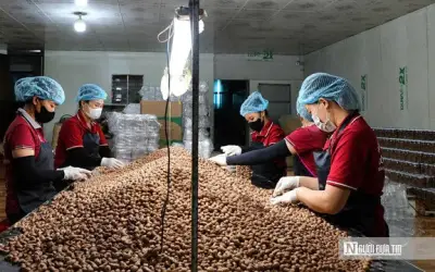 Ngành điều Việt chuyển mình: Từ gia công sang chế biến sâu và xây dựng thương hiệu