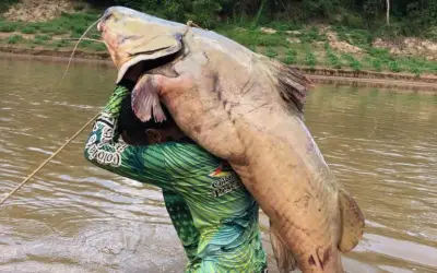 Nhóm ngư dân Brazil bắt được cá trê jaú nặng 68 kg trên sông Acre