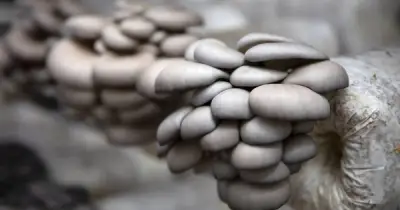 Nông dân Phú Thọ thu gần tỷ đồng mỗi năm nhờ mô hình 'lấy ngắn nuôi dài' dưới tán rừng