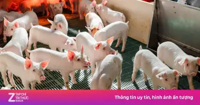 Nông nghiệp Hòa Phát bán hơn 212.000 con heo trong nửa đầu năm 2026