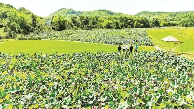 Đà Nẵng phê duyệt đề án nông nghiệp hữu cơ thúc đẩy du lịch cộng đồng