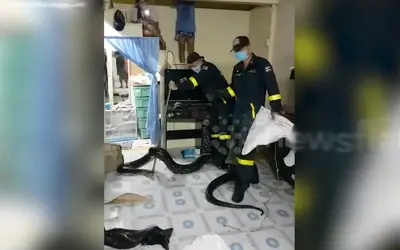 Phát hiện trăn khổng lồ dài 3 mét trong phòng khách nhà dân ở Bangkok