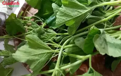 Rau bí ngô từ rau dại thành đặc sản giá rẻ giàu dinh dưỡng