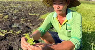 Rau màu chết bất thường ở Đồng Tháp: Nông dân chật vật chuẩn bị vụ mới