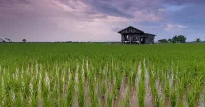 Rize huy động 31 triệu USD mở rộng canh tác lúa bền vững tại Đông Nam Á