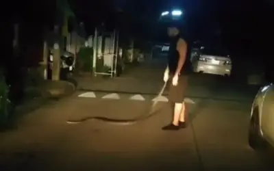 Say rượu bắt trăn hoang mang về nhà nuôi, người đàn ông Thái Lan suýt lãnh hậu quả
