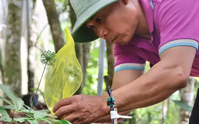 Sâm Ngọc Linh mặc áo giáp bảo vệ hạt giống mùa thu hoạch