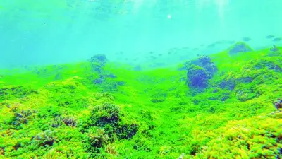 Thảm rong nho biển xanh mướt phủ kín rạn san hô ở Cù Lao Chàm