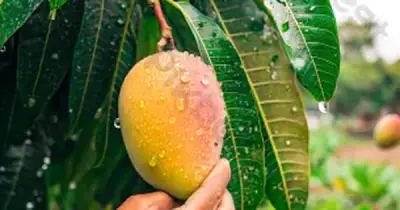 Tiếc mấy quả xoài, người đàn ông 62 tuổi suýt liệt cả đời
