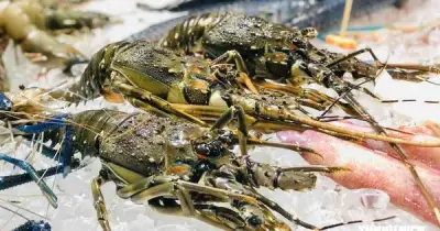Tôm hùm, hồ tiêu, dừa, chuối nổi lên là 'ngôi sao mới' xuất khẩu nông sản