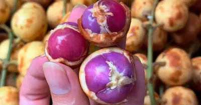 Trái dâu da ruột tím giá 120.000 đồng/kg gây sốt mạng xã hội