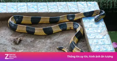 Trại rắn Đồng Tâm cảnh báo 3 loài rắn độc trong mùa mưa
