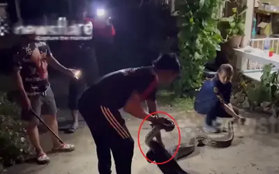 Trăn khổng lồ dài 3m nuốt chửng hai con mèo ở Thái Lan