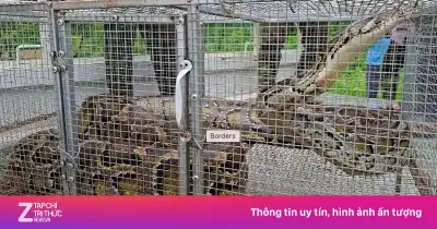 Trăn đất nặng 30 kg bất ngờ bò vào vườn nhà dân ở Phú Thọ