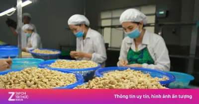 Trung Quốc chi hơn 585 triệu USD mua hạt điều Việt Nam trong nửa đầu năm