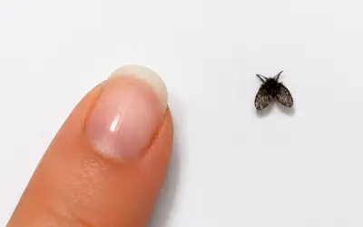 Tuyệt chiêu xử lý bồ hóng sạch tận gốc, không lo nhiễm khuẩn thực phẩm