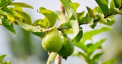 Uống nước lá ổi thay thuốc, đường huyết tăng gấp đôi: Bác sĩ cảnh báo