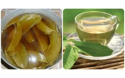 Uống nước lá ổi tươi có tác dụng gì? Cách uống đúng chuẩn