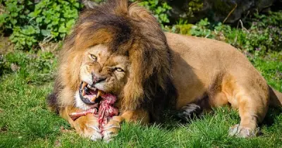 Vì sao động vật săn mồi luôn ưu tiên ăn nội tạng trước tiên?