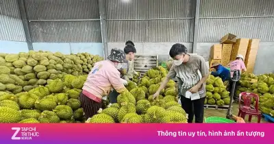 Vì sao sầu riêng giảm giá đồng loạt? Nguyên nhân từ nguồn cung và thị trường Trung Quốc