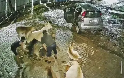 Vụ trộm bò trị giá 20.000 rupee tại Pimpri-Chinchwad, Ấn Độ
