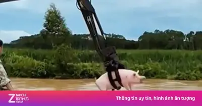 Video máy xúc giải cứu đàn lợn giữa dòng lũ gây sốt mạng