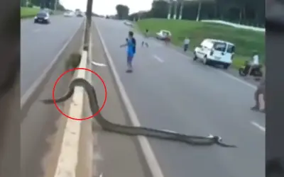 Video trăn Nam Mỹ khổng lồ bò qua đường phố Brazil gây sốt mạng