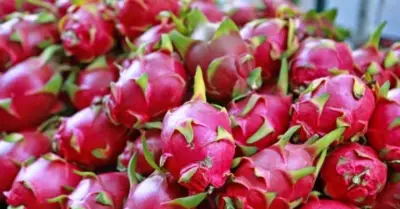 Việt Nam dẫn đầu xuất khẩu thanh long toàn cầu với 85% thị phần