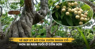 Vườn nhãn cổ hơn 50 năm tuổi ở Cồn Sơn Cần Thơ hút khách
