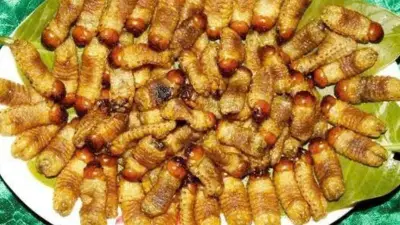 Vĩnh Long cấm nhân nuôi đuông dừa để bảo vệ vườn dừa