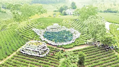Xã Vô Tranh: Hành trình kiến tạo vùng chè đặc sản và phát triển du lịch cộng đồng
