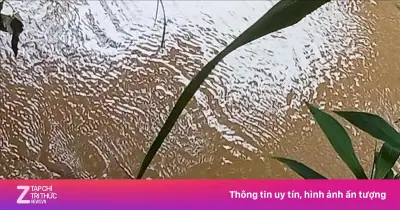 Xác minh cá thể giống cá sấu tại suối cầu Cây Xanh ở Đồng Nai