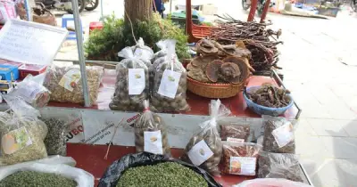 Y học cổ truyền: 'Mỏ vàng xanh' tỉ USD chưa được khai thác