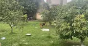 11 anh em kiện chia đất kéo dài 4 năm, tóc bạc trắng vẫn chưa hồi kết