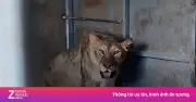 3 con sư tử chết đuối trong lũ dữ thổi bùng tranh cãi ở Trung Quốc