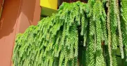 3 cây cảnh lá mát vừa làm đẹp nhà vừa mang ý nghĩa tài lộc