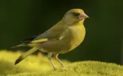 3 khung giờ Âm lịch giúp người sinh ra giàu có, sung túc cả đời