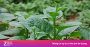 3 loại rau dân dã bán đầy chợ Việt cực tốt cho đường ruột, giảm táo bón
