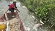 35 lồng cá trên sông Lam chết hàng loạt, nghi do ô nhiễm nước