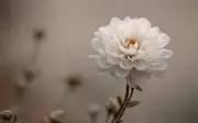 4 tháng sinh âm lịch có lộc tích tài, càng về trung niên càng giàu