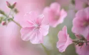 4 tháng sinh Âm lịch khổ trẻ sướng già và giờ sinh hút tài lộc