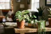 5 loại cây cảnh trong nhà không nên mang ra ngoài trời vào mùa hè
