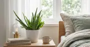 5 loại cây phong thủy phòng ngủ: Lưỡi hổ, nha đam, lan ý, dây nhện, trầu bà