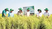 An Giang chung tay thu gom bao bì thuốc bảo vệ thực vật, bảo vệ thương hiệu gạo