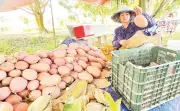 An Giang chuyển đổi cây trồng hiệu quả, nông dân thu nhập cao