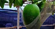 Bí đao khổng lồ 'nằm võng' mở hướng nông nghiệp mới cho đảo Cù Lao Xanh