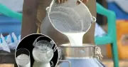 Bê bối hóa phép bột giặt thành sữa tươi gây rúng động tại Ấn Độ